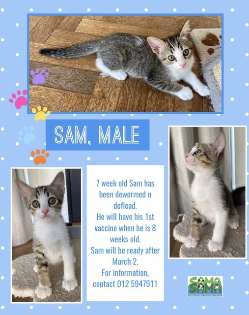 Sam2 Adopted - Domestic Short Hair Cat