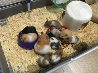 5 Pups Available For Adoption! - Syrian / Golden Hamster Hamster