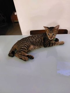 Kazuhira - Domestic Short Hair + Domestic Medium Hair Cat