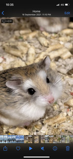 Ping And Pong - Roborovsky's Hamster Hamster