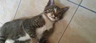 Kopi (Fka Ashton) - Domestic Short Hair Cat