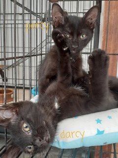 Percy And Darcy - Domestic Short Hair Cat