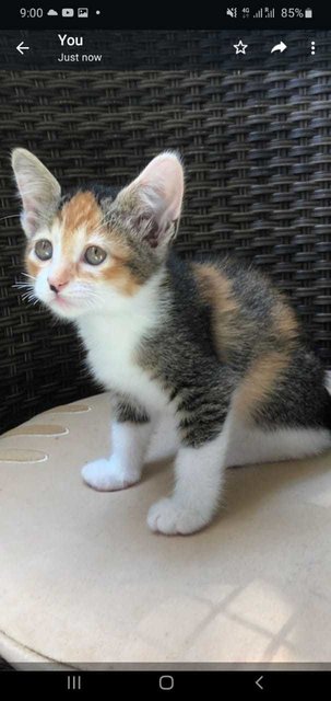 Baby Clover - Domestic Short Hair Cat