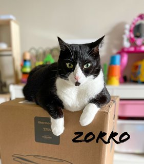 Zorro - Domestic Short Hair Cat