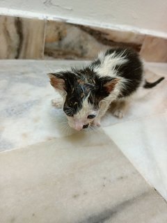 Oreo was in bad condition when he was rescued