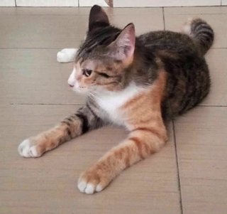 Uno - Domestic Short Hair + Calico Cat