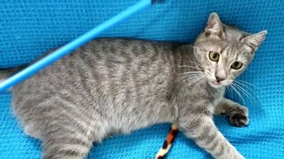 Chimichurri  - Domestic Short Hair Cat