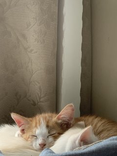 Peepo And Mia  - Domestic Short Hair + Domestic Medium Hair Cat