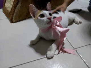 Nini (Kitten)  - Calico Cat