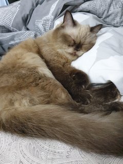 Mikki - Persian + Siamese Cat