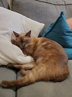 Chuklit - Siamese Cat