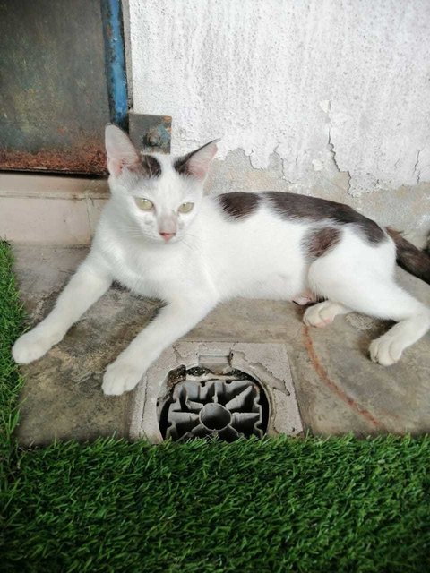 Khat - Domestic Short Hair Cat