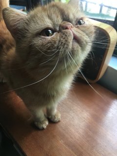 Bobba - Exotic Shorthair Cat