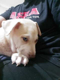 Blue  Eye 2 Months Puppy  - Mixed Breed Dog