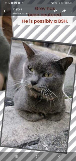 Grey Boy (Looks Like British Short Hair) - Domestic Short Hair Cat