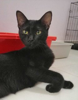 Charlie, 4 Months - Domestic Short Hair Cat