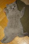 Linda - British Shorthair Cat