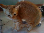 PF11559 - Domestic Short Hair Cat