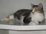 Seri - Adopted By Ina &amp; Bob - Domestic Short Hair Cat