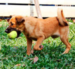 Almond - Mixed Breed Dog