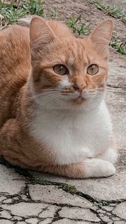 Meow Meow - Domestic Medium Hair Cat
