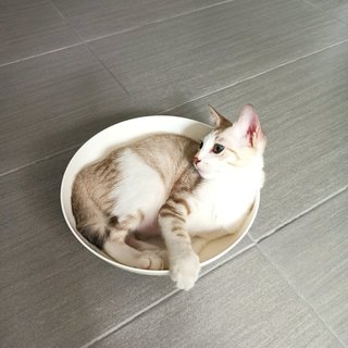 Husky - Domestic Medium Hair Cat