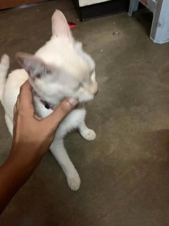 Duchess - Domestic Short Hair Cat