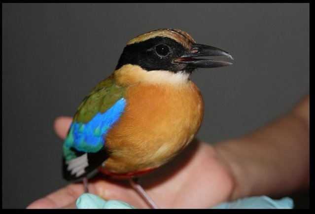 Peter - Softbill (Other) Bird