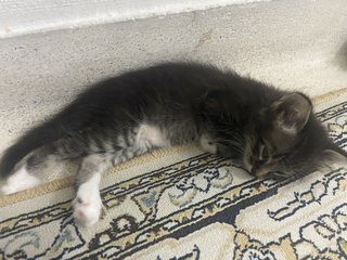 Micu - British Shorthair + Ragdoll Cat