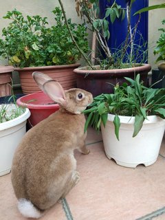 Brownie - Mini Rex Rabbit