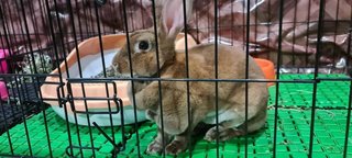 Brownie - Mini Rex Rabbit