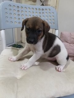 4 Female  Puppies  - Mixed Breed Dog