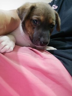 4 Female  Puppies  - Mixed Breed Dog