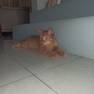 Ritchie - Domestic Medium Hair Cat