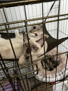 Ollie &amp; Millie - Siamese Cat