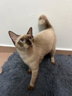Ollie &amp; Millie - Siamese Cat