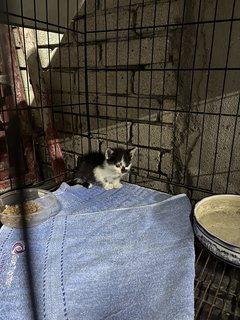 Black And White Kitten For Adoption  - Domestic Medium Hair Cat