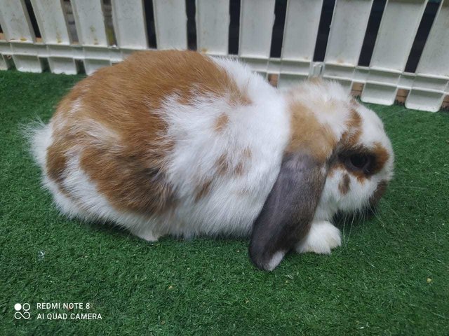 New Born Rabbits - Holland Lop Rabbit
