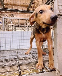 Starky - Mixed Breed Dog
