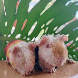 Skinny - Guinea Pig Small & Furry