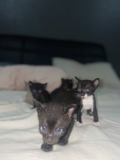 4 Kittens For Adoption - Can Adopt One - Burmese Cat