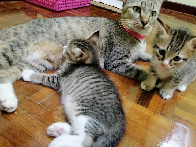 Mother Cat And Kittens  - Domestic Short Hair Cat