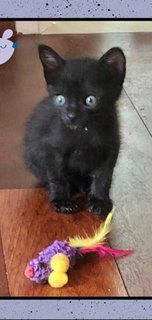 Ross - Domestic Short Hair Cat