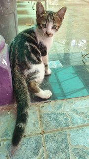 Baby Cattos - Domestic Short Hair + Domestic Medium Hair Cat