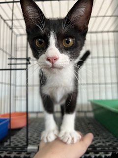 Tom - Domestic Short Hair Cat