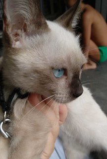 Ben Solo - Siamese + Domestic Short Hair Cat