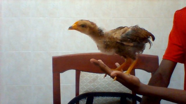 Charlie - Chicken Bird