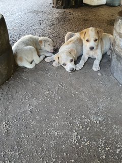 New Born Puppy - Mixed Breed Dog