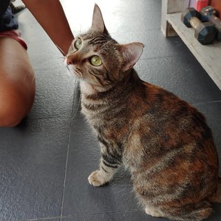 Spice - Domestic Short Hair Cat