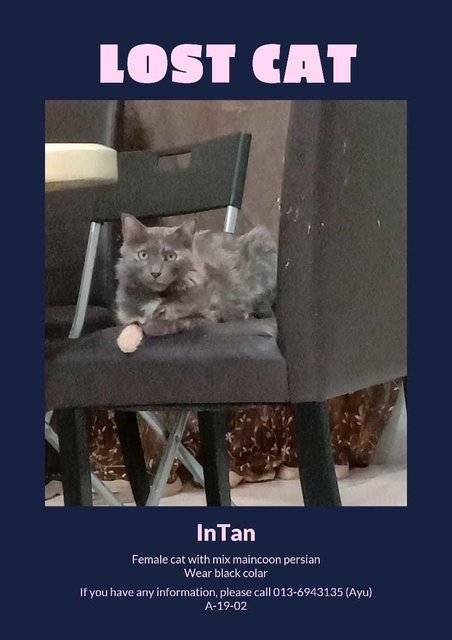 Intan - Domestic Medium Hair Cat